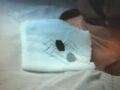 Thumbnail for version as of 22:15, October 18, 2012