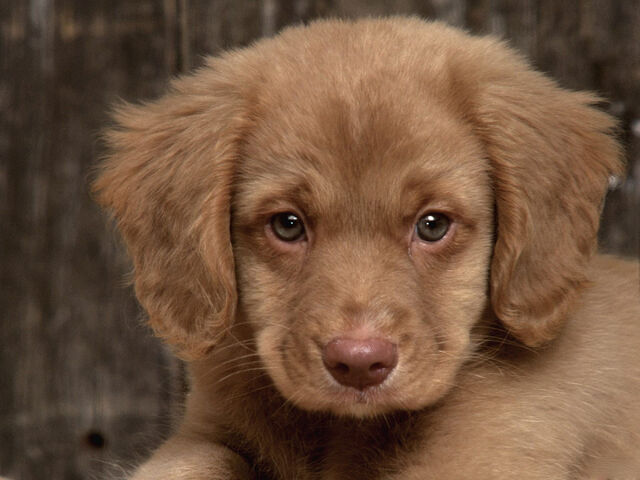 File:Sad-Puppy-puppies-9726248-1600-1200.jpg
