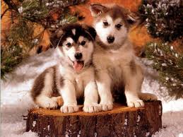 File:Huskey.jpg