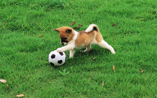 File:Pretty-Dogs-in-Garden-dogs-13905929-1920-1200.jpg