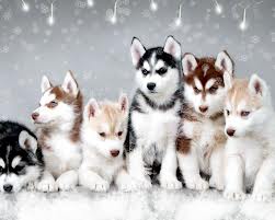 File:Huskeygroup.jpg