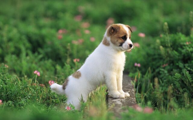 File:Development-of-your-puppy-photos.jpg