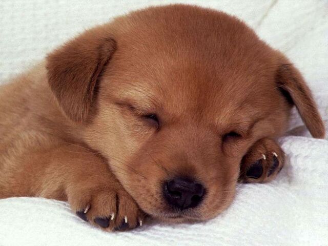 File:1024-Sleeping-Puppy-1.jpg