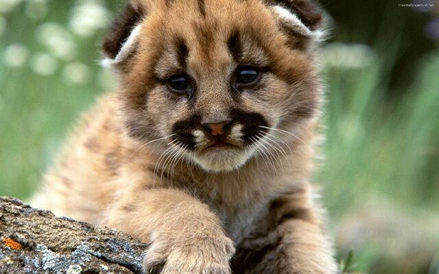 File:A-puppy-lion-5983.jpg