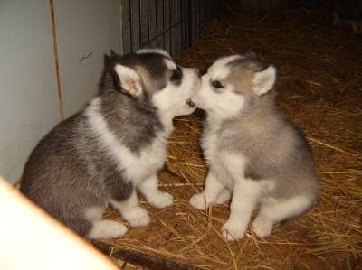 File:1269036782-cute puppy.jpg