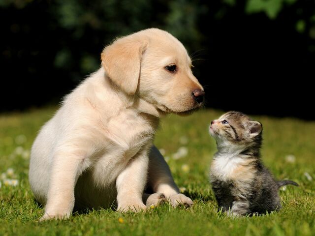File:Cute-Puppy-Kitten-1600x1200.jpg