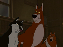Dog High Council ID