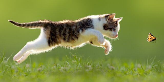 File:Puss and Butterfly.jpg