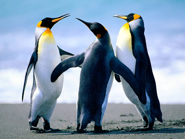Archivo:Penguins.jpg