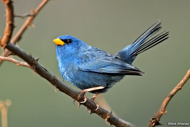 File:Blue-Finch-cipo 8212.jpg