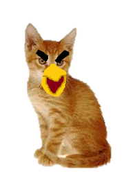 Red Kitten