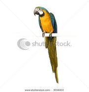 Blue and Yellow Macaw