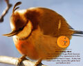 Thumbnail for version as of 14:01, March 31, 2012