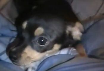 Chihuahua