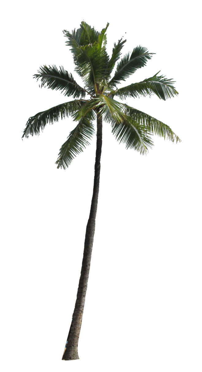 Image - Palm-Tree-PNG-Image.png | Animal Jam Clans Wiki | FANDOM