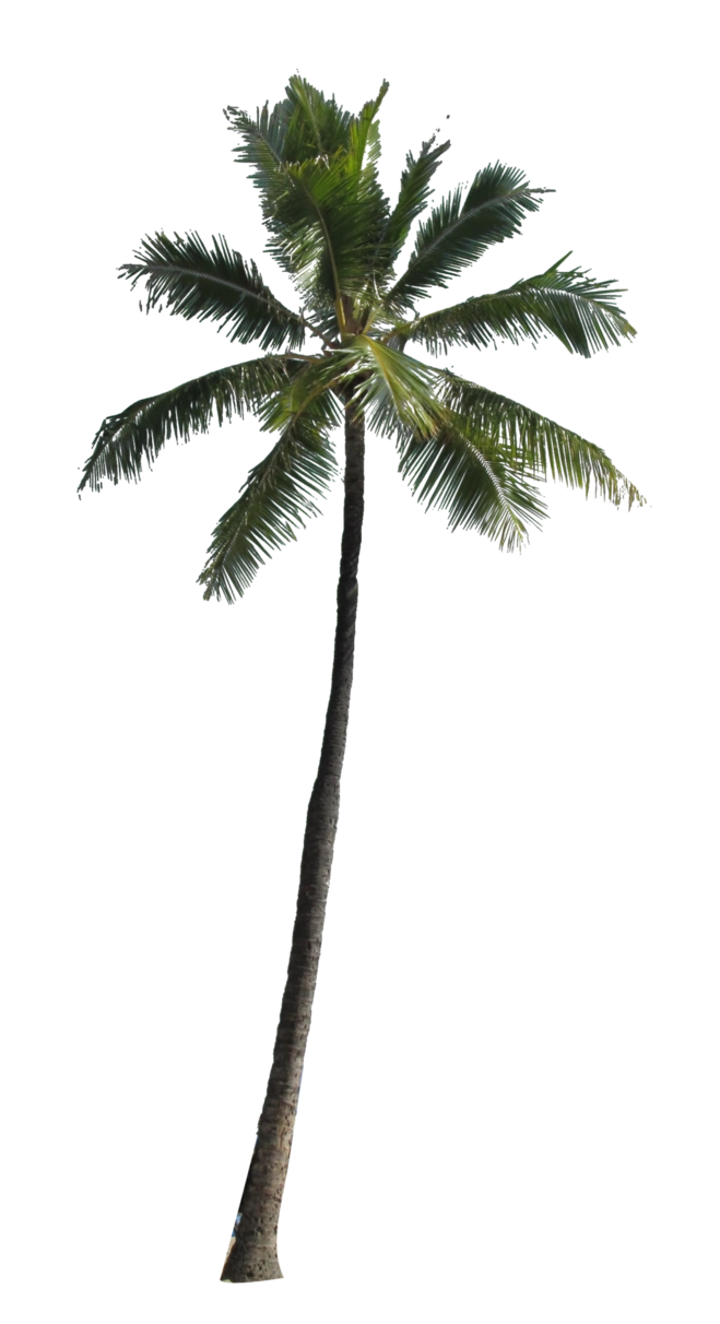 Image - Palm-Tree-PNG-Image.png | Animal Jam Clans Wiki | FANDOM