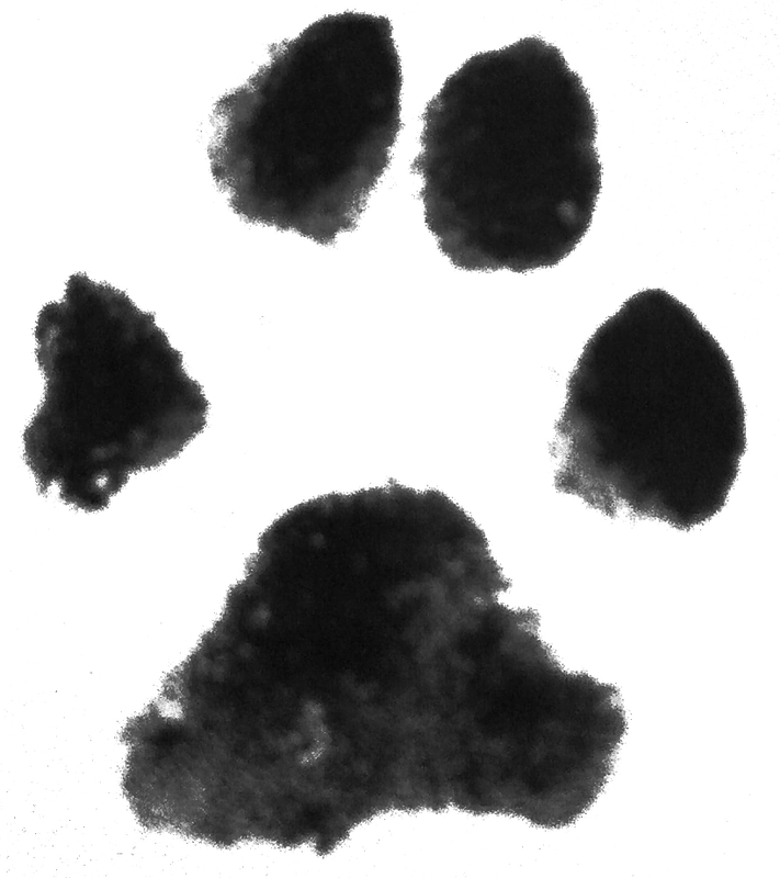 Resultado de imagen para animales tumblr png