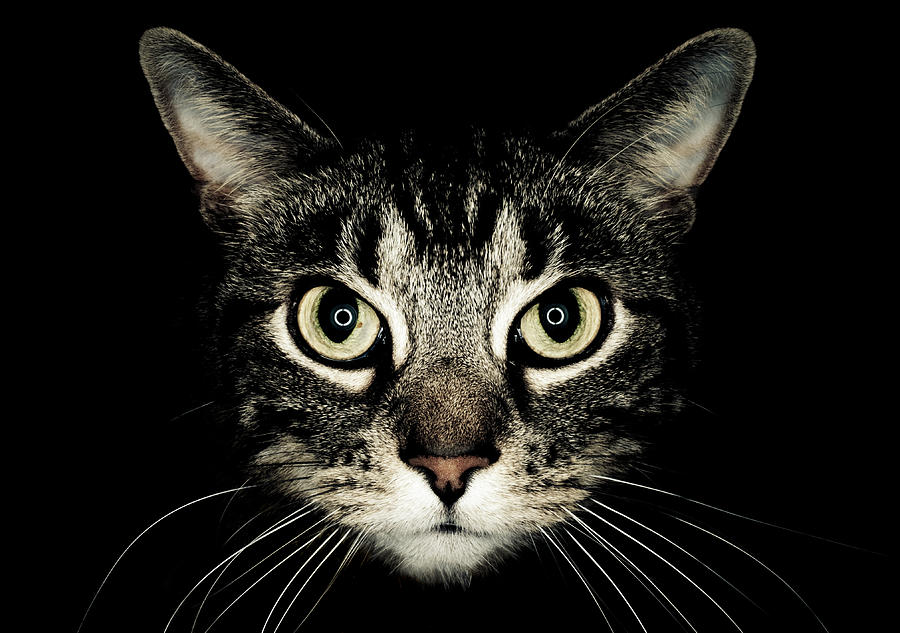 Cat Eyes That Print Cat Eyes That Print