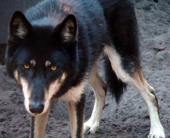 File:Kodiak.png