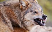 Wolves wolf 2560x1600