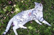 Silverstripe