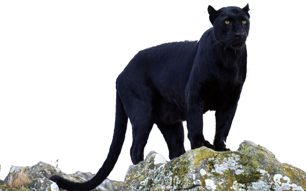 Black Panther Animal In Png