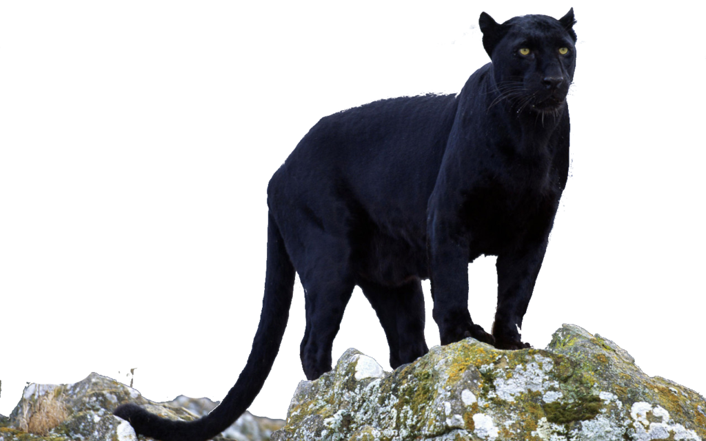 Image - Black panther transparent by darksoulforver9-d6czu4x.png