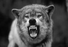 Grey wolf