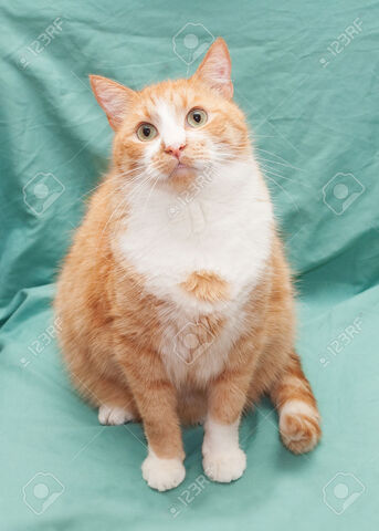 File:24003531-Red-white-fat-cat-with-green-eyes-sitting-on-pale-green--Stock-Photo.jpg