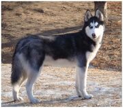 Wolf