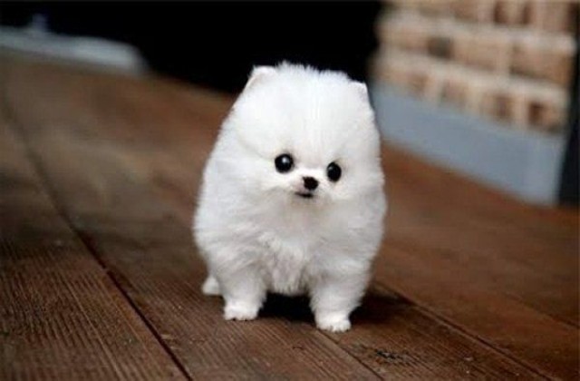 Image - Medium terms-cute-small-fluffy-dog-breeds-cute-white-fluffy-puppies-cute.jpg | Animal