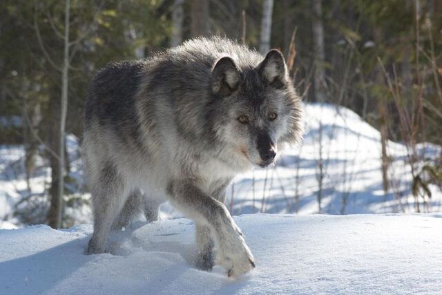 File:55 o Wolf Gray-Wolf.jpg.jpg