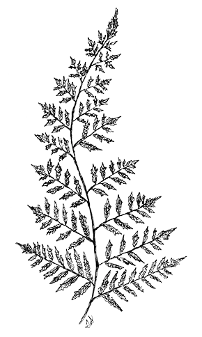 Image - Line Drawing Fern.png | Animal Jam Clans Wiki | FANDOM powered