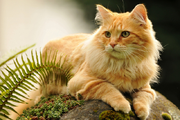 Lionfoot