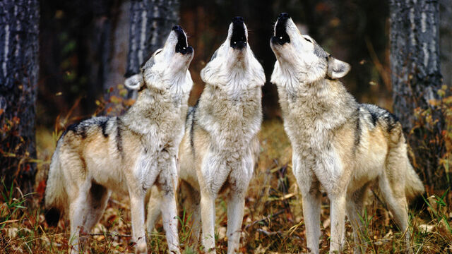 File:Predators-forest-wolves-howl-wolf-animals.jpg