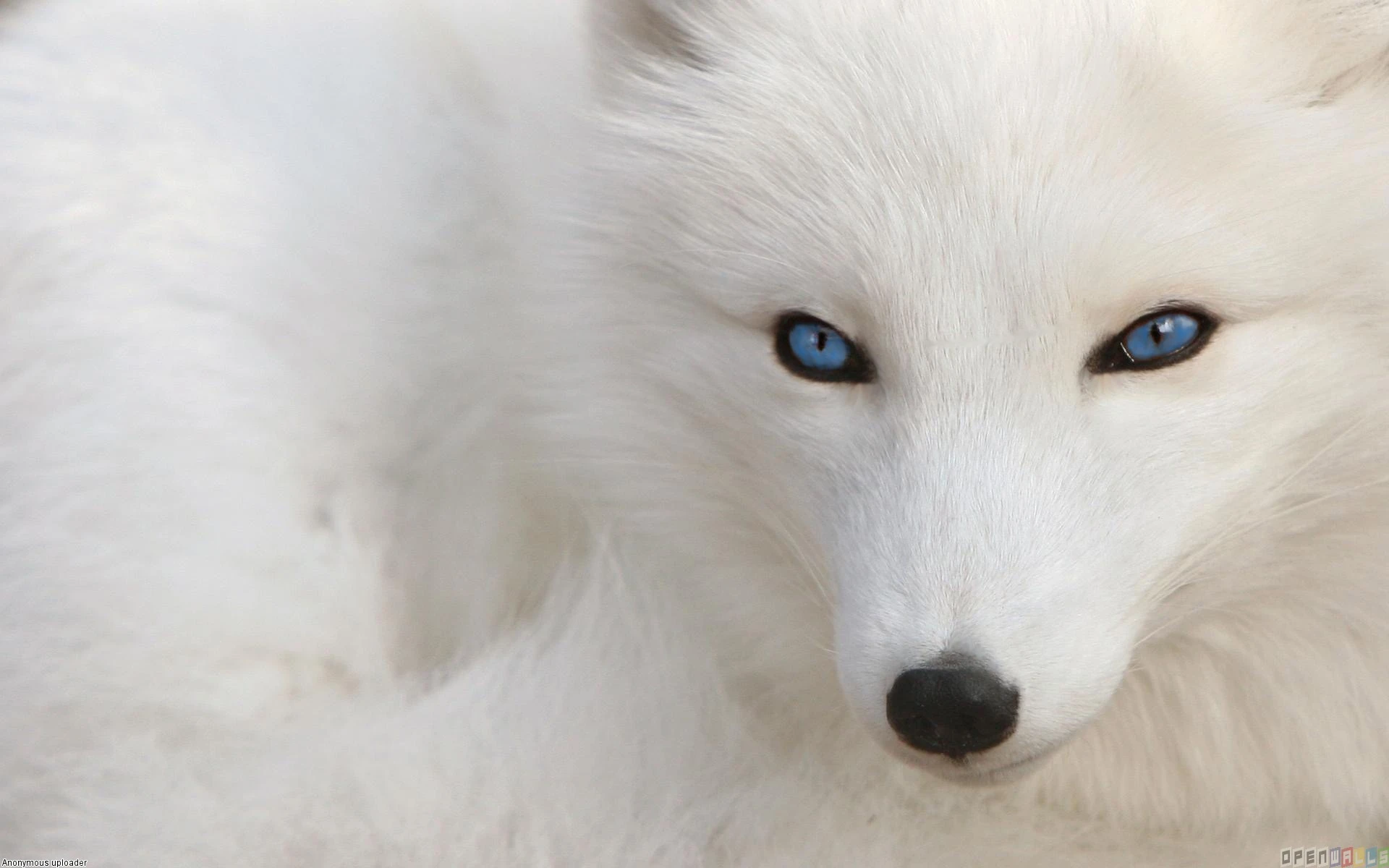 Image White fox with blue eyes 1920x1200.jpg Animal Jam Clans Wiki