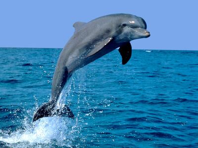 1252424735 Delfin