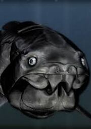 Dunkelosteus