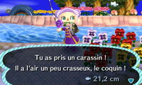Pêche carassin.jpg