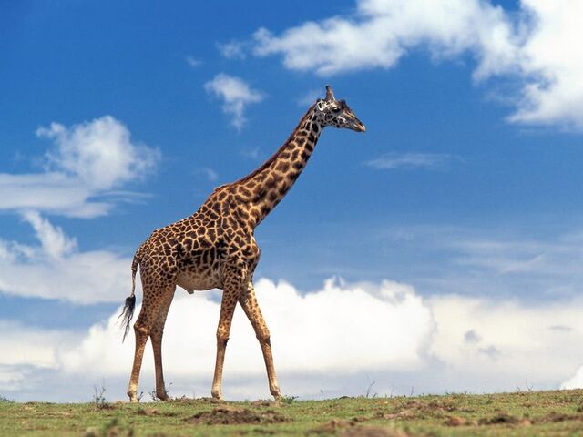 File:GIRAFFA1264.jpg