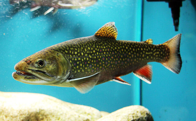File:Real brook trout.jpg