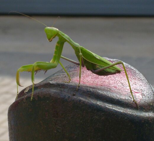 File:Majorca Mantis.jpg