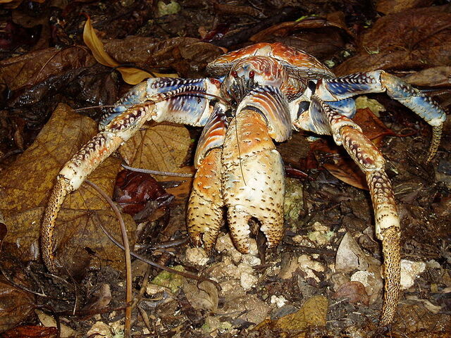 File:Coconut Crab.jpg