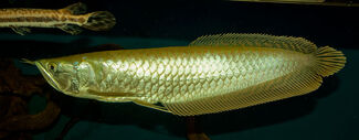 Silver-arowana-3 1.jpg~original.jpg