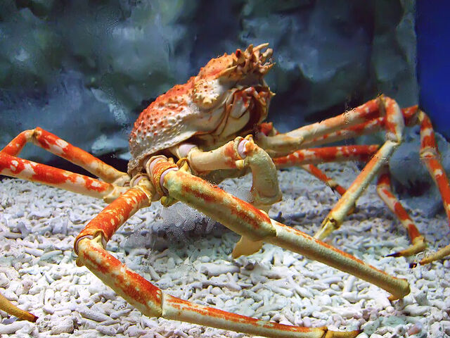 File:Spider Crab.jpg