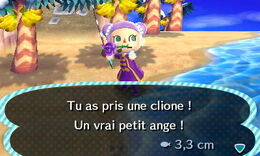 Pêche clione.jpg