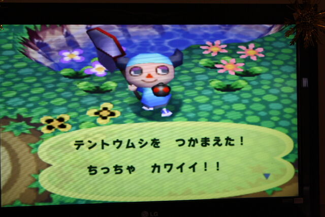 File:IMG 5513 ladybug.jpg