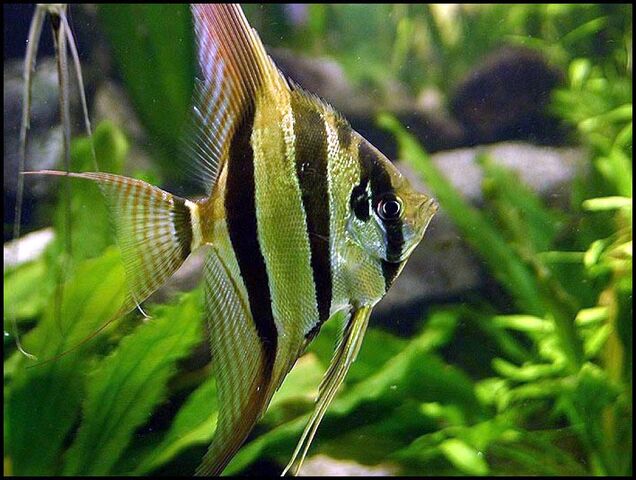 File:Pterophyllum altum-1-.jpg
