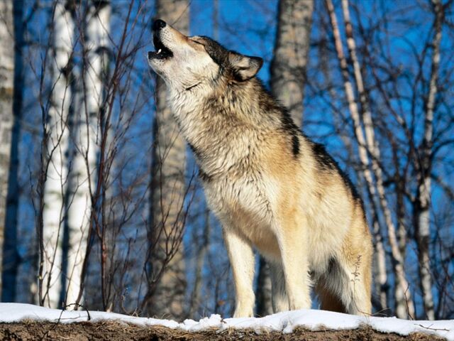 File:Grey wolf.jpg