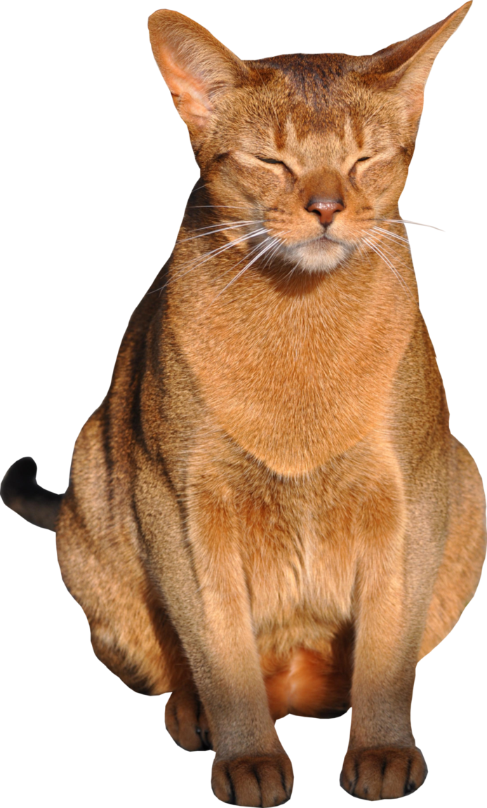 Image - Cat png with transparent background 1 by ...